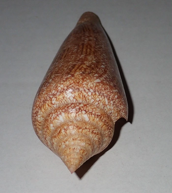 121 mm MRGE RARE Conus Gloriamaris Cone Seashell #AZ1 From Balicasag Island - Image 2 of 4