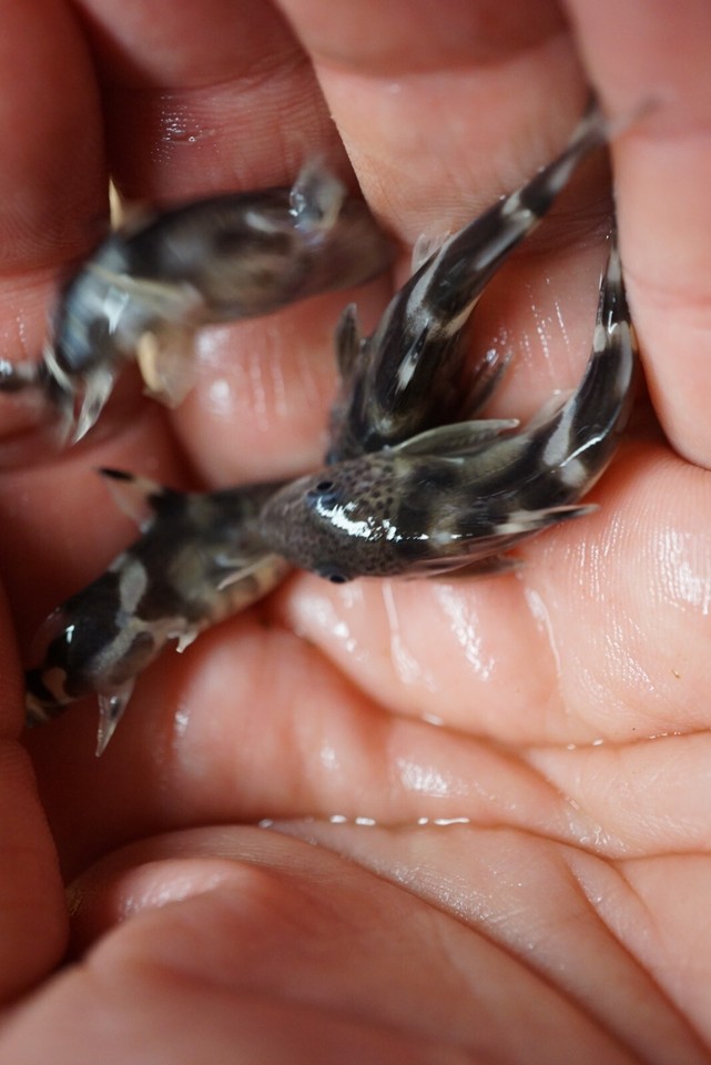 SYNODONTIS DECORUS live fish eBay