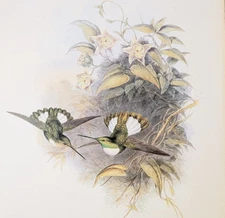 Gould CONRAD'S INCA Hummingbirds Vintage Bird Art Print Bookplate 253