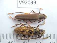 V92099. Insects, Beetles, Cerambycidae sp. North Vietnam, Dien Bien