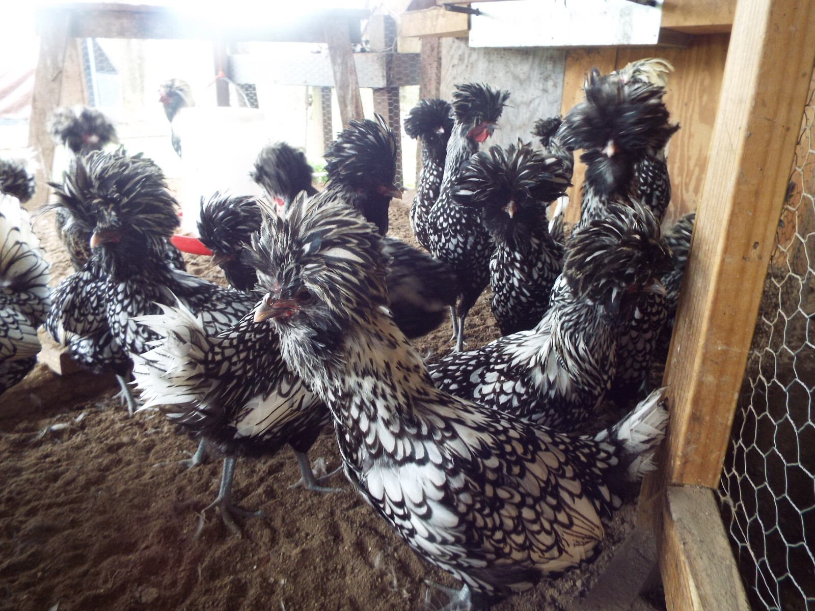 8 Silver Laced Polish Chicken Hatching Eggs eBay