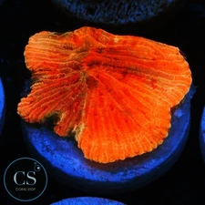 CS WWC DIABLO DIASERIS PLATE - WYSIWYG LIVE CORAL