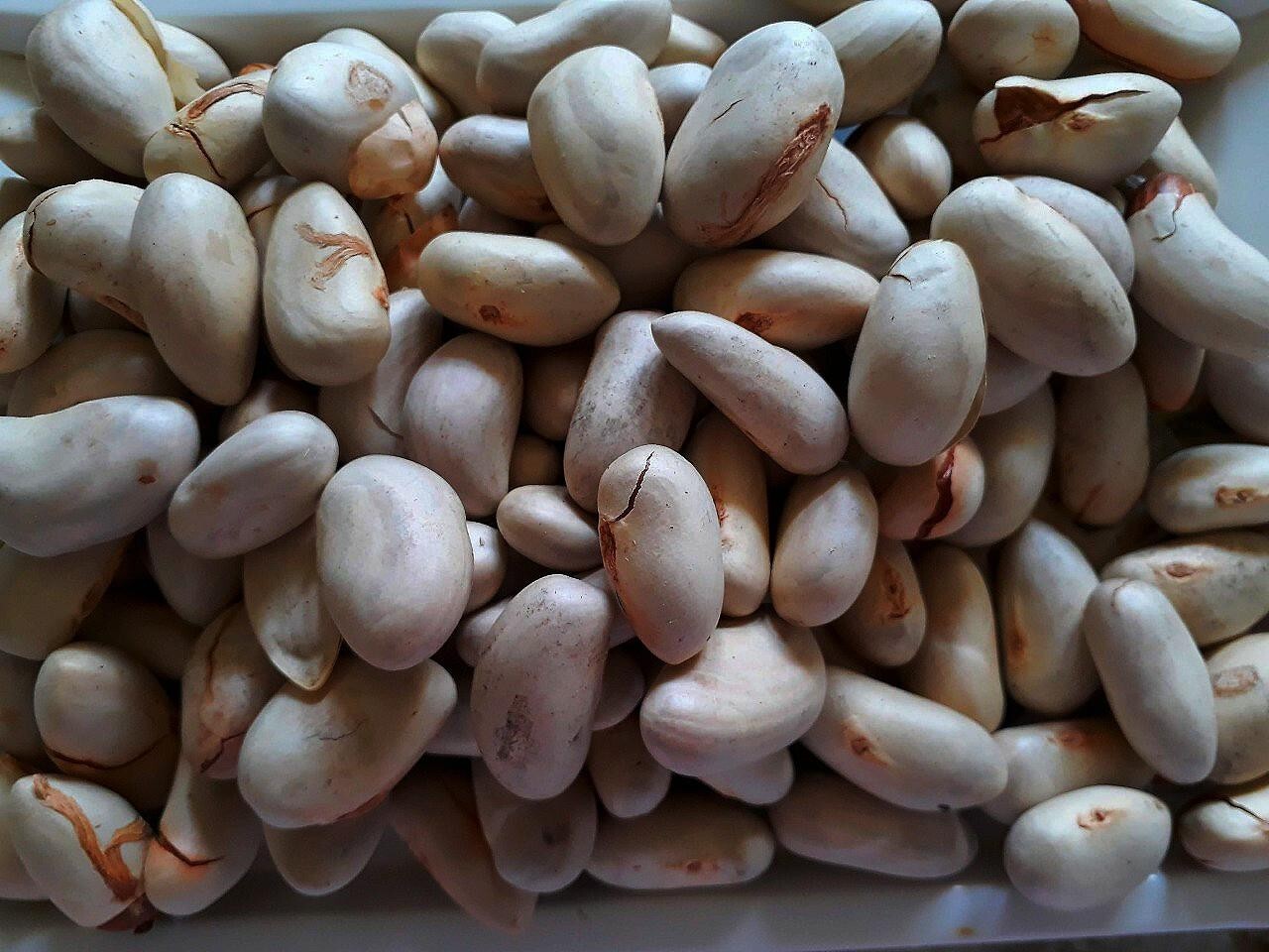 Semillas Orgánicas JACKFRUIT | Ceilán Flor Tropical Jack Fruta Más Grande 50 Semillas