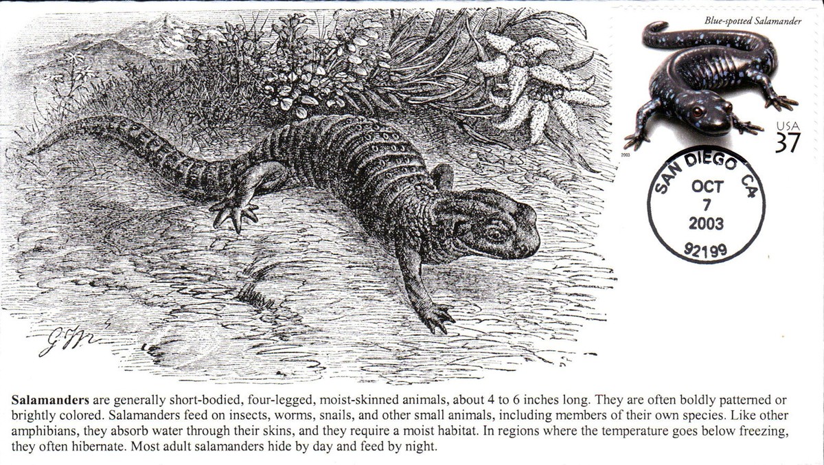 3815 Blue-spotted Salamander S & T FDC (15520033815002) | eBay