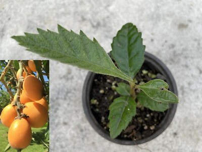 1 Perennial Golden Loquat Fruit Plant Tree Japanese Seeding Plump Starter Tree