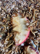 Vers de farine vivants, 700gr, nourris en bio, Elevage Eco-responsable Français