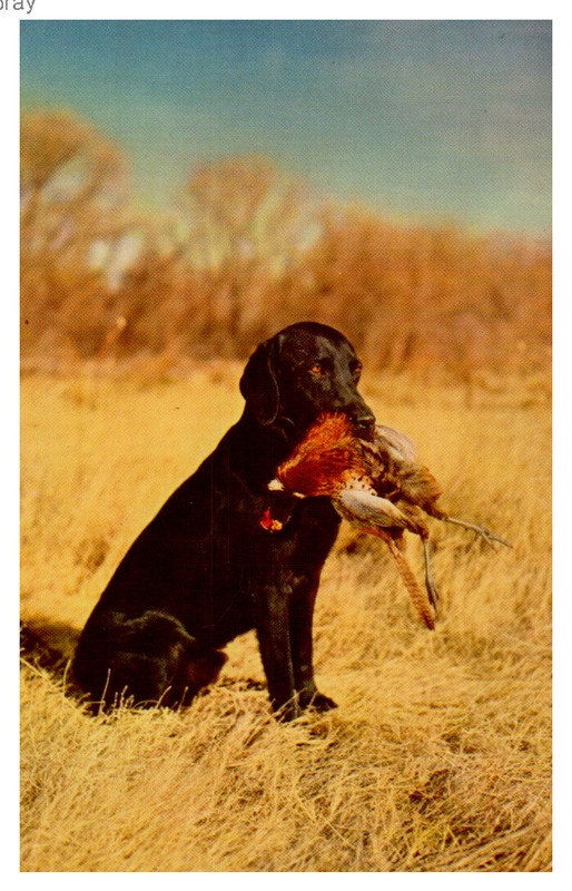 BEAUTIFUL VINTAGE POSTCARD  LABRADOR RETRIEVER WITH A PHEASANT
