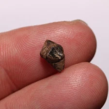 Mammal Tooth (Dinosaur Aged) Fossil from Hell Creek Formation Cretaceous