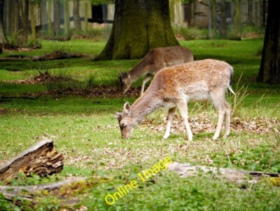 Foto 6x4 Damhirsche grasen bei Dunham Massey Altrincham Dunham hatte c2014