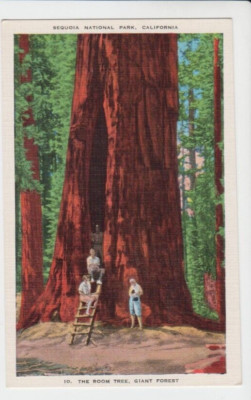 Postcard CA Sequoia California The Room Tree Giant Forest G17