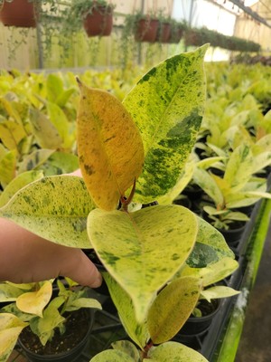 Variegated Ficus Moonshine