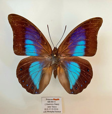 Prepona for collectors | Prepona werneri, brooksiana females