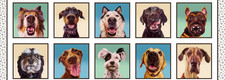 Dog Fabric 15"X44" Piece Animal Dogs Follow Your Nose Cotton Elizabeths Studio