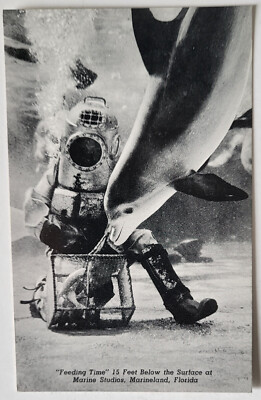 VTG 1940 PC MARINE STUDIOS DIVER HAND-FEEDS PORPOISE MARINELAND FL MINT *