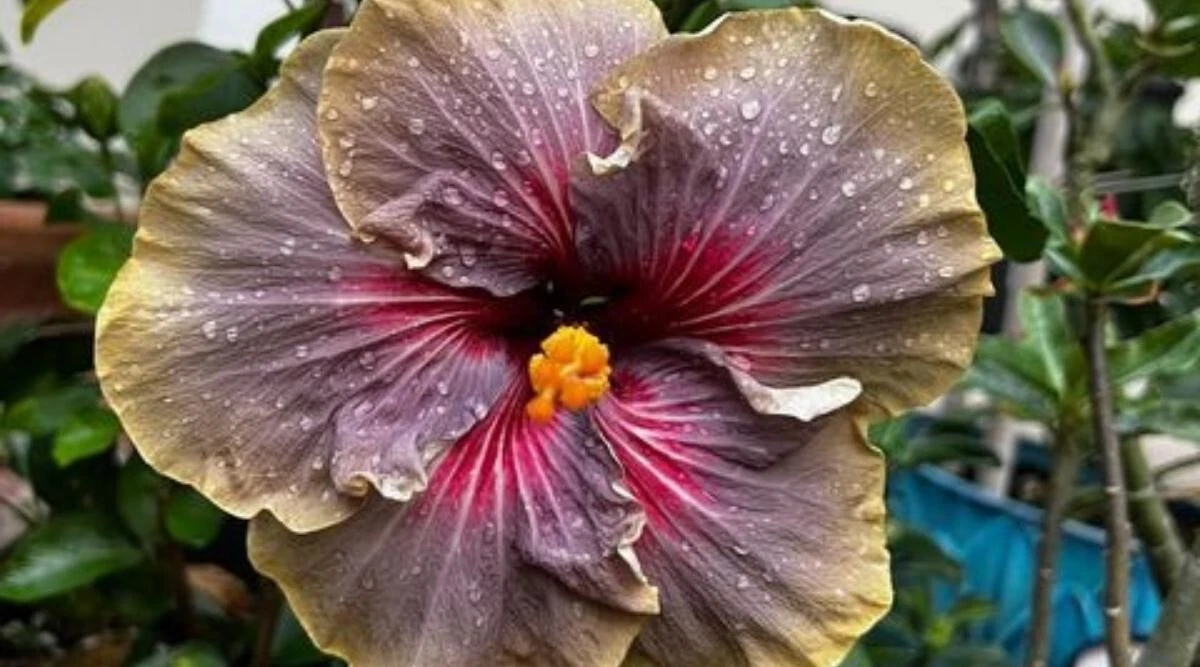 Rare hibiscus Black Rainbow 3 fresh Unrooted Cuttings