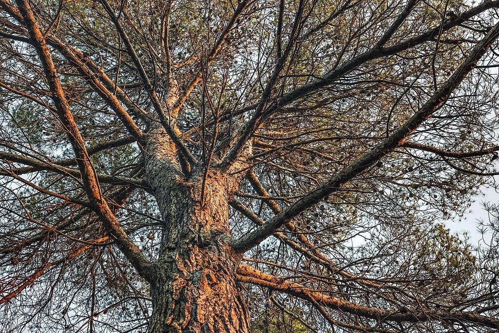 Pin d'Alep : 30 graines de Pinus halepensis pour végétaliser un terrain sec et rocailleux