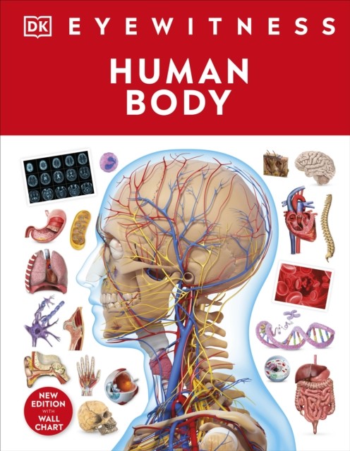 Human Body by DK (Hardback Book) - Image 5