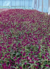 Gomphrena globosa Qis Purple   1,000 seeds