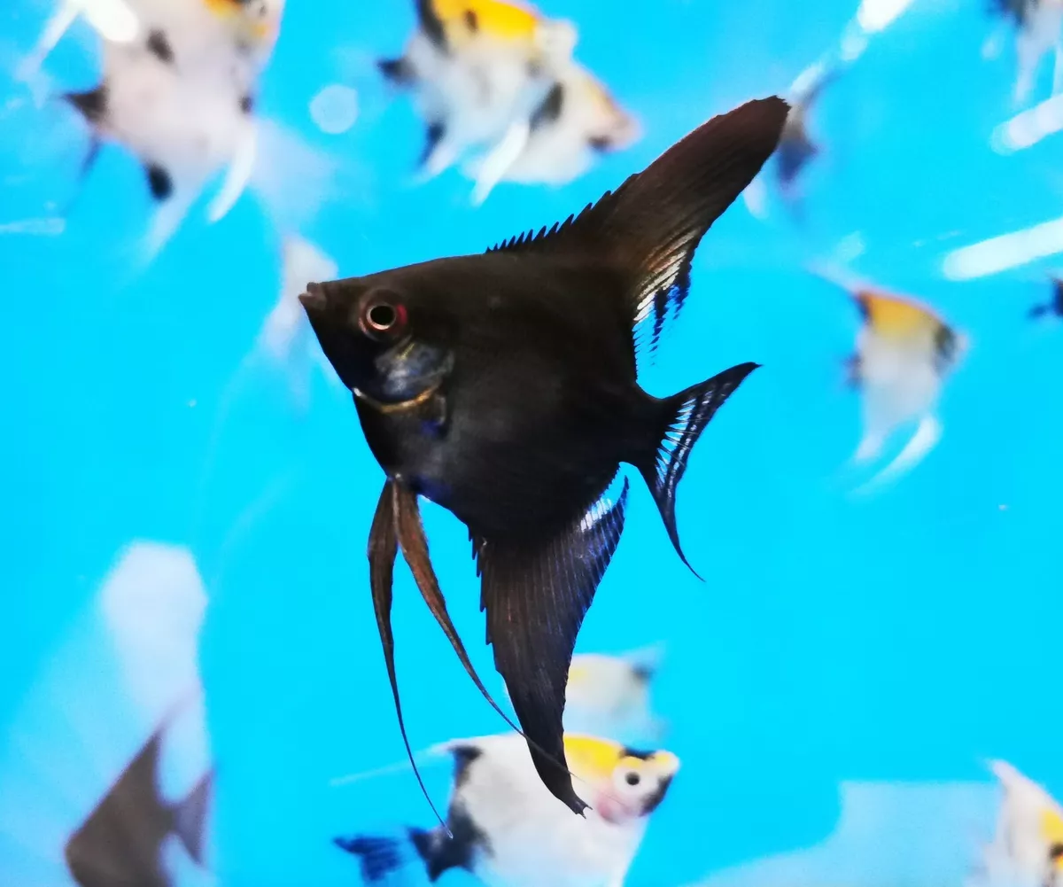 3 X BLACK ANGEL FISH LIVE TROPICAL ANGELFISH AQUARIUM STUNNING UK