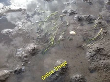 Photo 12x8 Zostera Marina Kincaple A Internationally important species of  c2014