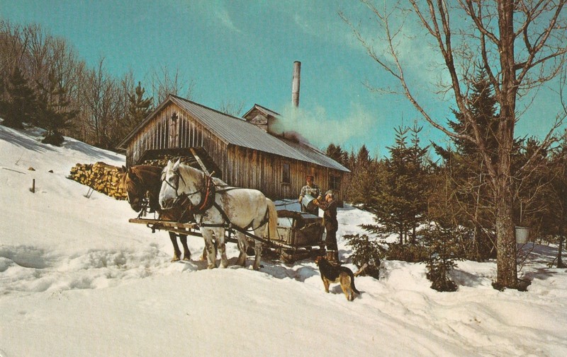Draft horse team gathering sap in front of a sugarhouse postcard