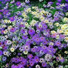 Swan River Daisy Mix Seeds x 40 Easy to Grow