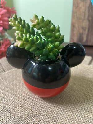 jade money plant Crassula ovata - jade plant main image 0