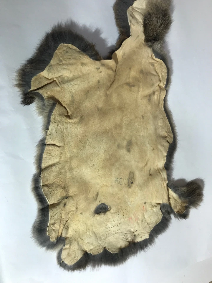 Piel de conejo piel taxidermia diseño interior utilería Foto 4 de 4