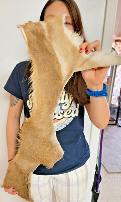 #ad White Tail Deer Hide Hair on Hide Full Tanned Skin leather real fur taxidermy #7 $74.95