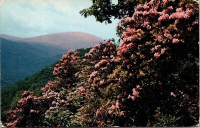 Mountain Laurel In Bloom Southern Mountains Chrome Postcard Vtg Unposted
