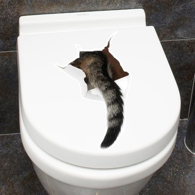 Cat Stickers Decorative Realistic DIY for Furniture Bathroom Nursery