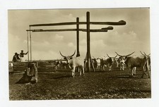 A Herd of Longhorn Cattle & Wells in Hortobágy Hungary Real Photo Postcard 1930