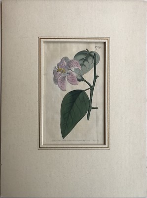 Handkolorierter Kupferstich Francis Sansom Sydenham Edwards Lilie Lily