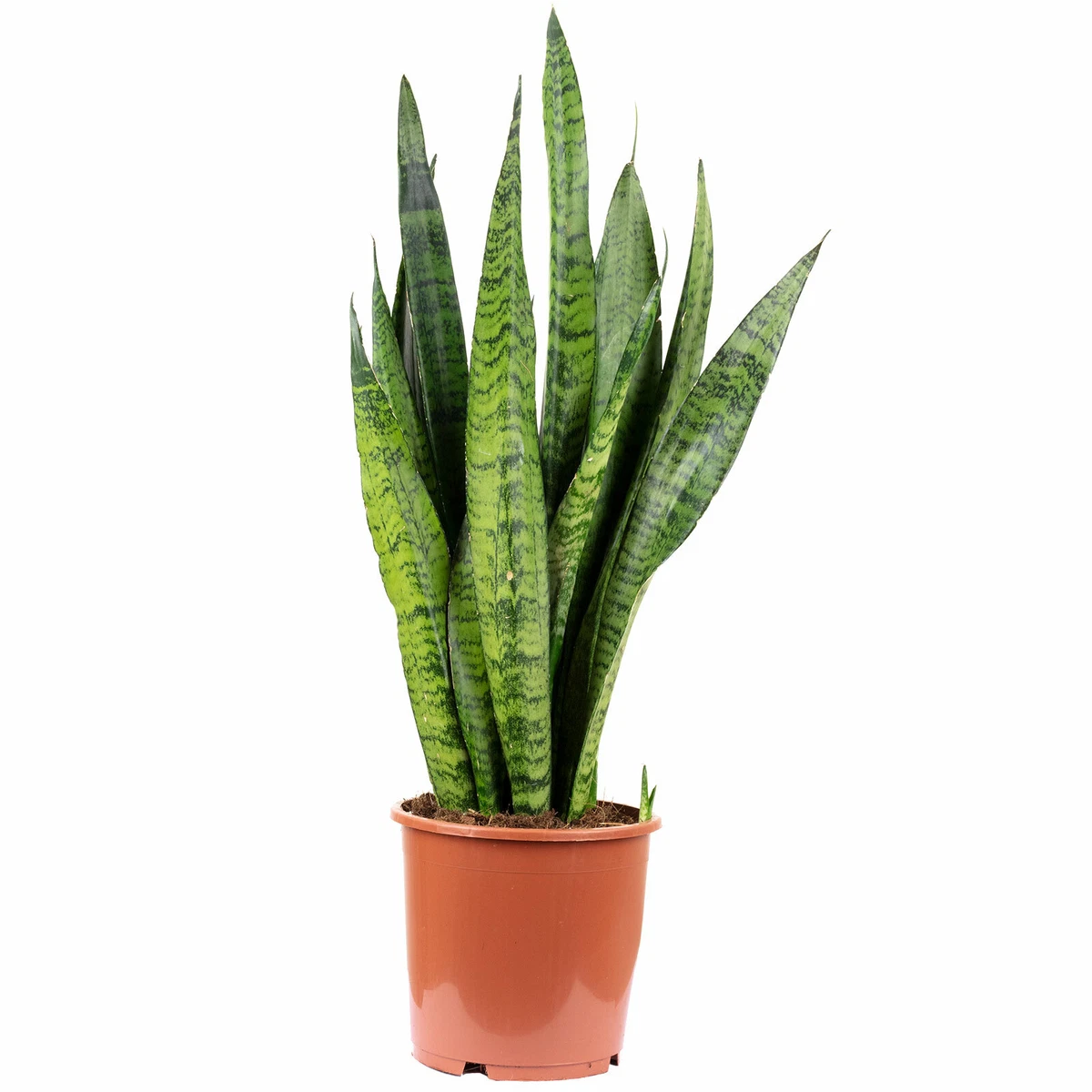 zimmerpflanzen versand online bestellen Starter-Set | plus kleines Geschenk