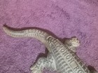 CHICAGO INDIANAPOLIS & LOUISVILLE "MONON" RAILROAD  CAST ALLIGATOR MATCH SAFE — photo 9