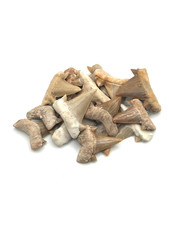 ✦ 1x Echter 2–3 cm Haifischzahn Fossil ✦ Versteinert aus Marokko 60 Mio. Jahre ✦