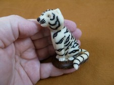 (TNE-TIG-85-b) little White Bengal TIGER Wild cub TAGUA NUT Figurine tigers cub