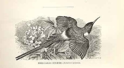 Alter antiker Druck Feuriger Schwanz Sonnenvogel 1862 Wood's Naturkunde Vögel 19.