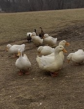 Purebred Jumbo Pekin Duck Hatching Eggs 8 