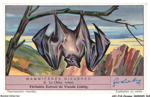 AXYP18-1363-CHROMOS - Compagnie liebig - Fondée en 1865 - Mammifères bizarre - Photo 1/2