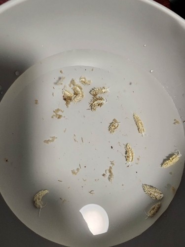 Qty 3 Berghia Nudibranch ½" To ¾" inch * Eats Aiptasia - Captive-Bred 