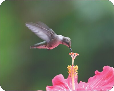 HummingBird Wild Life Flower Art Colorful  Art Mousepad 7 x 9 Art mouse pad