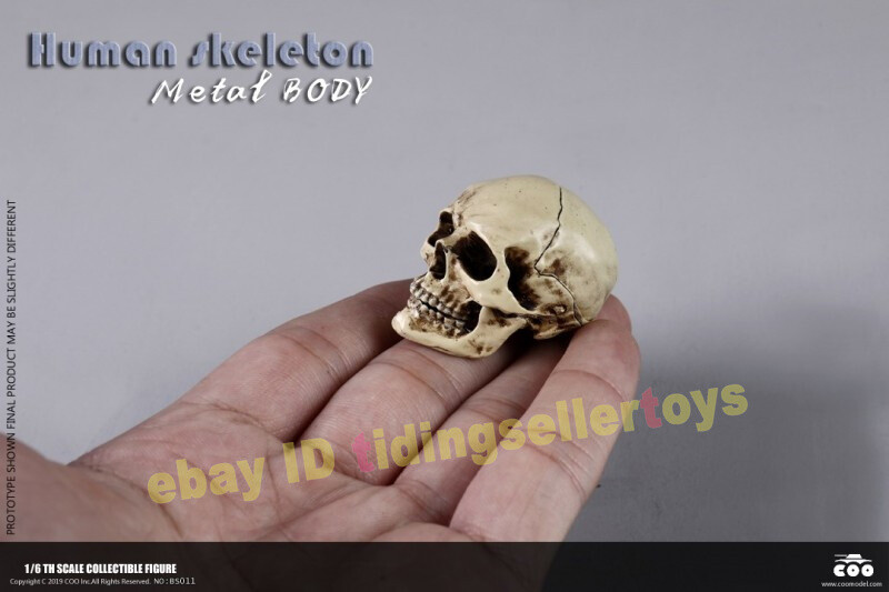 COOMODEL THE HUMAN SKELETON DIECAST ALLOY 1/6 Action Figure Alloy
