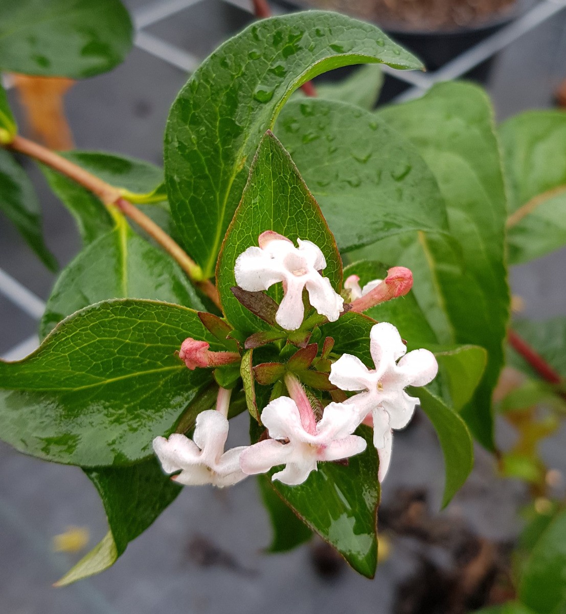 Abelia mosanensis Abelie parfumee en conteneur pour jardinage automne