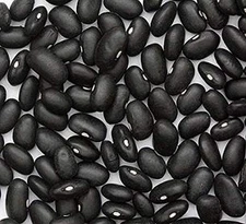 Black Turtle Heirloom Bush Bean - Hardy Plants Grow to 18-24' -Very Tasteful!!!(