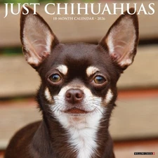 Chihuahuas 2026 12" x 12" Wall Calendar (free shipping)