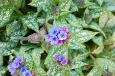 Nikon D50 DSLR Camera Body – CCD Sensor – Tested Working – Sample Photos