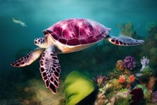 Wandbild: Meeresschildkröte, die im Meer schwimmt (192825021)
