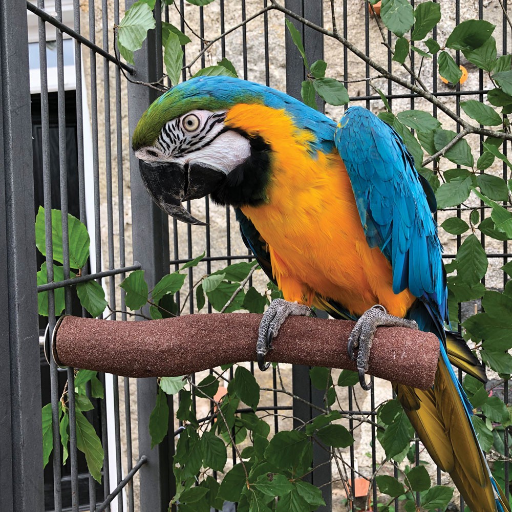 Sanded Nail Trimming Parrot Perch - Jumbo