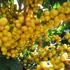 Coffea arabica 'Catuai Yellow' Se eds, Brazilian Coffee Arabica Fresh Harvest